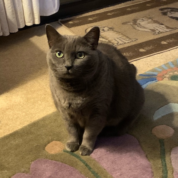 Meet your Posher, Sherry - Picture 9 of 11